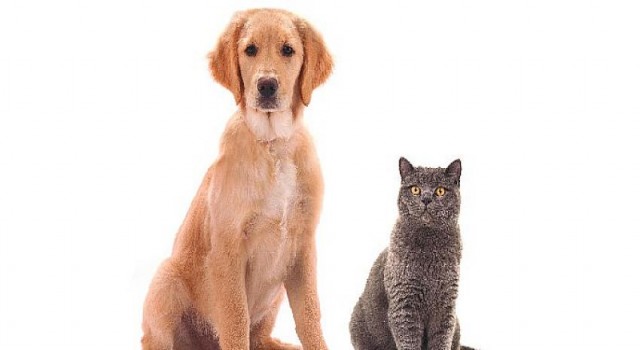 Anadolu Sigorta, Evcil Hayvanların Sağlığını Güvence Altına Alırken, Sokak Hayvanlarına Destek Oluyor