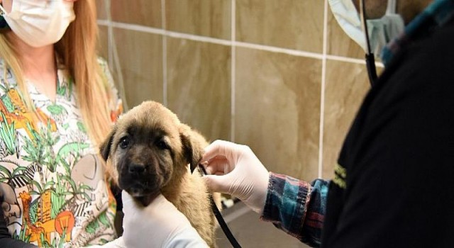Çorlu Belediyesi Sokak Hayvanlarının Tedavisi İçin Veteriner Fakültesi ile Protokol İmzaladı