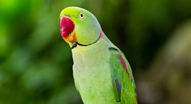 Yaşil Papağanların Yaşam Hakları İçin Başlatılan Mücadele Hızla Büyüyor