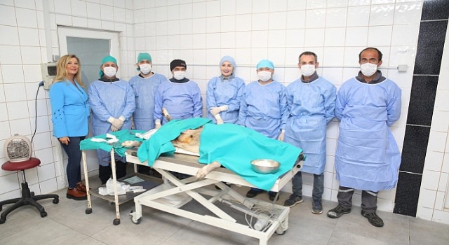 Nilüfer'de sahipsiz can dostlar kısırlaştırılıyor