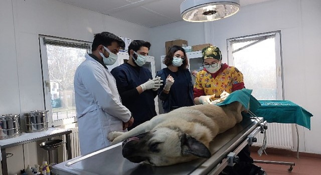Veteriner hekim adayları Osmangazi'de tecrübe kazanıyor