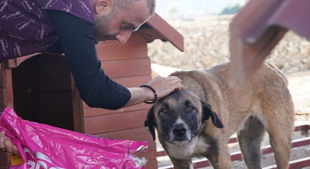 Çeşme Belediyesi soğuk havalarda sokak hayvanlarını unutmuyor