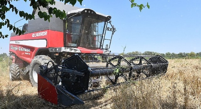 İlk Defa Belediye Arazisinde Buğday Hasadına Başlandı