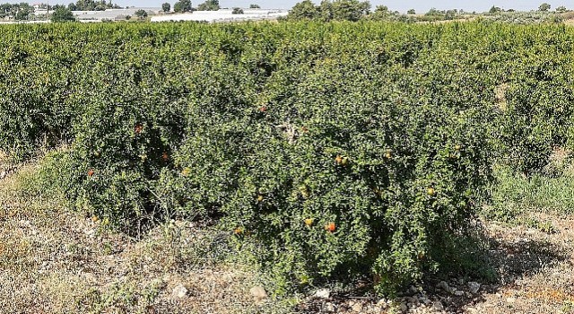 Antalya Büyükşehirin Çiftçilere Faydalı Böcek Desteği Devam ediyor