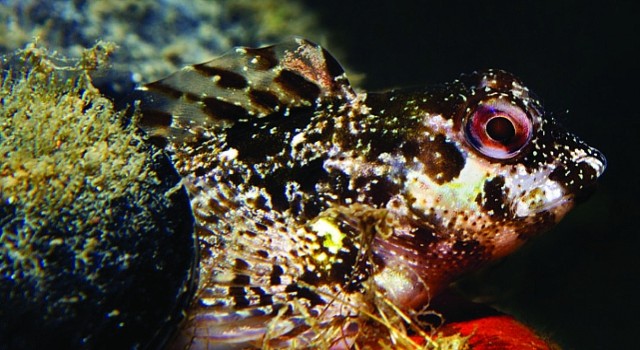 İzmir Körfezinde biyolojik çeşitlilik izleme çalışmaları başlıyor