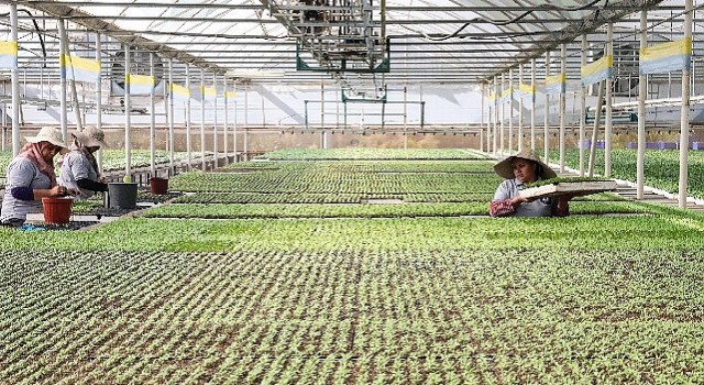 Büyükşehir Belediyesi kendi ürettiği çiçek ve bitkilerle yıllık 22 milyon lira tasarruf ediyor