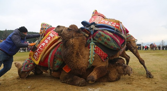 Bölgenin en büyük deve güreşi festivali 4 Şubatta Torbalıda