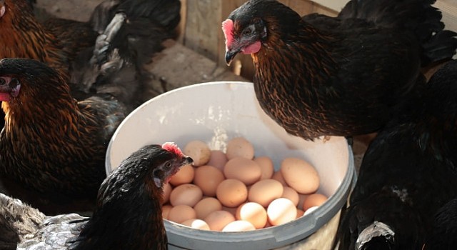 Büyükşehirden % 50 hibeli yumurta tavuğu desteği