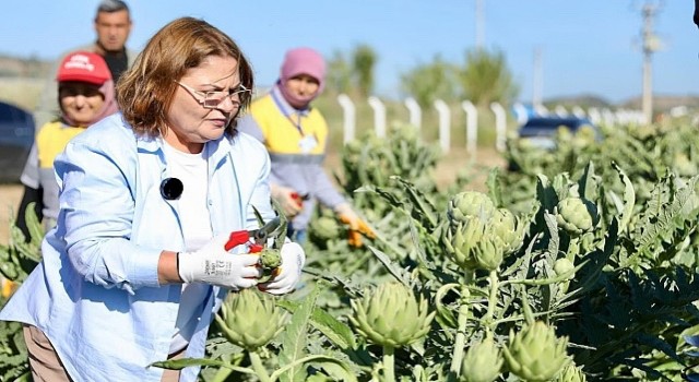Didim Belediye Başkanı Hatice Gençay, Didim Belediyesine ait tarlada yetiştirilen enginarların hasadına katıldı