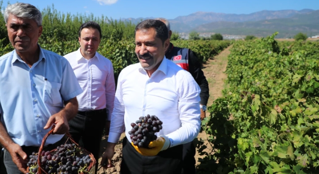 Hatay'da Üzüm Hasadını Başlattı