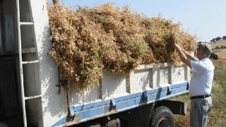 Atalık Nohutların Hasadı Gerçekleşti