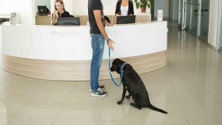 Köpeğinizin Geleceğini Tehdit Eden Risk: Meme Tümörleri