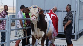 Kurbanlıklar Podyumda Boy Gösterdi…