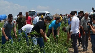 Adana’da CHP’li gençlerden üreticiye destek