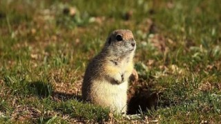 Çocuklar Doğa okulunda