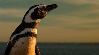 Eylül Ayında İlham Verici İçerikler BBC Earth Ekranlarında!