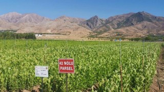 Yesil Vatan İcin 273 Milyon Fidan Uretildi