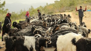 Tüm et ve süt ürünleri aynı değil: İklim krizi ve hayvancılık