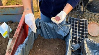 Belediyenin tarlasından halkın sofrasına!