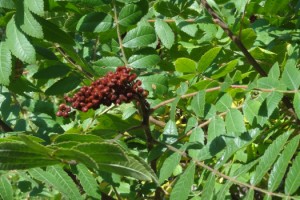 Dünyanın en sağlıklı baharatlarından olan sumağın ticaret hacmi artıyor