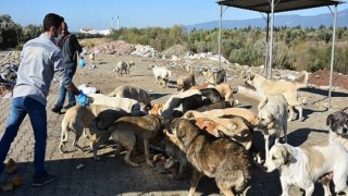 Edremit Belediyesi Sokak Hayvanlarını Unutmuyor
