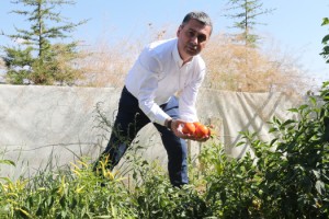 Gölbaşı Belediyesinden Çiftçiye %75 Hibe Buğday Desteği