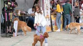 Hayvan Dostları Yararına Gerçekleştirilen pet11 Fest x KüçükÇiftlik Bark’tan Elde Edilen Gelirle 5 Ton Mama ve 70 Adet Kulübe Barınaklara Bağışlandı!