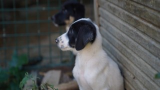 Hayvanları Koruma Haftası’nda patili dostlarımızın yaşam alanları Kärcher’le sağlıklı ve tertemiz!