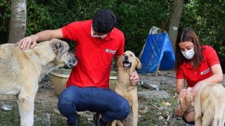 istegelsin’den sokaktaki patili dostlarımıza destek