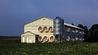 Tavuk Eti Sektörü Çevresel Etkiyi Nasıl En Aza İndirir? “Sürdürülebilir Üretim”