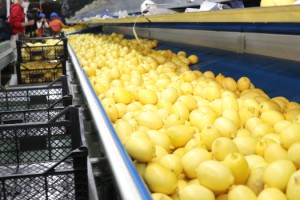 Yaş meyve sebze ve meyve sebze mamul sektörü dünyanın en önemli ithalatçılarından Hollanda ve Belçika ile adımlarını sıklaştırıyor