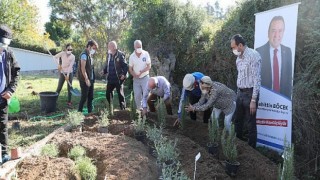 Alzehimer hastaları tıbbi aromatik bitki ile iyileşecek