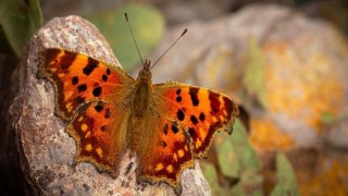 Kocaeli’nin en iyi kareleri belli oldu
