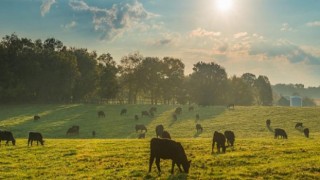 Ruminant ve kanatlı hayvanlarda doğru besleme çiftliklerin kazancını artırıyor