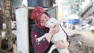 Aydın Büyükşehir Belediyesi’nin Koyun Hibe Desteği İle Sürüler Büyüyor