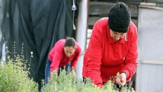 Yangın bölgesinin tohumları yeşermeye başladı
