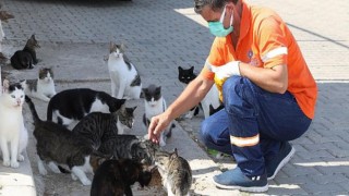 Artık gıdalar sokak canlarının maması olacak