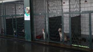 Sokak hayvanları infrared sistemle soğuktan korunuyor