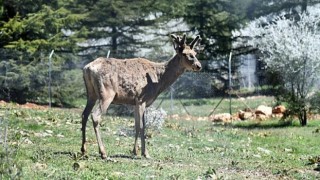 Doğal Yaşam Parkı’ndaki kızıl geyiklerin yeni yuvası Spil Dağı