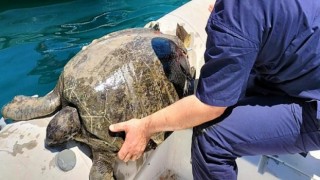 Kemer Belediyesi’nden Yaralı Deniz Kaplumbağasına İlk Müdahele