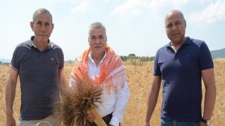 Torbalı Belediyesi buğday hasadına başladı