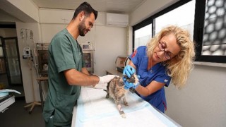 Nilüfer’de hasta ve yaralı sokak kedilerine donanımlı klinik