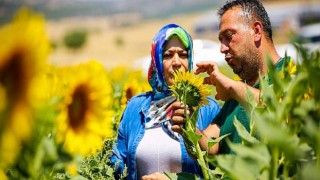Antalya Büyükşehir’in verdiği Ayçiçek tohumları çiçek açtı