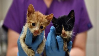 Zifte bulanmış kediler hayata döndürüldü