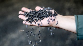 Çaykenarı Mahallesi’nde ayçiçeği hasadı sevinci