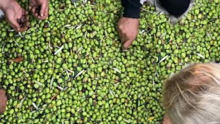 Güllü Konakları’nda zeytin hasadı bir başka