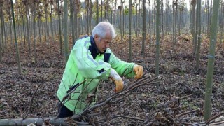 Üretim fidanlığında yetişiyor Kocaeli’yi yeşillendiriyor