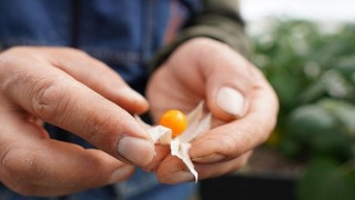 Altın Çilek Meyve Verdi