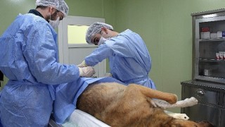 Buca Belediyesi bir yılda 12 bin can dostuna kucak açtı