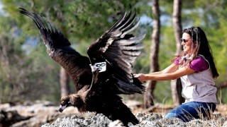 Kara Akbaba özgürlüğe kanat çırptı